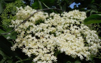 O banală plantă te scapă …