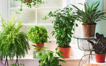 Plante pe care e foarte …