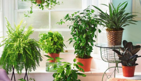 Plante pe care e foarte bine să le ții în casă