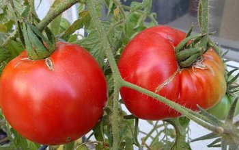 Cum să deosebești roșiile românești …