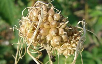 Leguma uitată a românilor: Francezii …