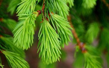 Sirop muguri de brad. Efectele …