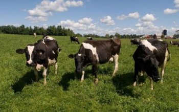 Trei vaci dispărute de pe …