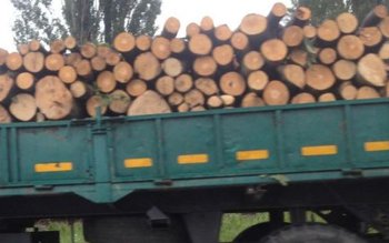 Transport de lemne, cu iz …