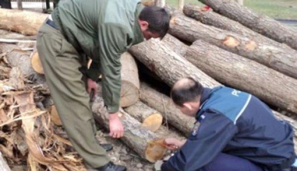 Poliţiştii de investigare a criminalităţii economice i-au stricat businessul unui comerciant de material lemnos