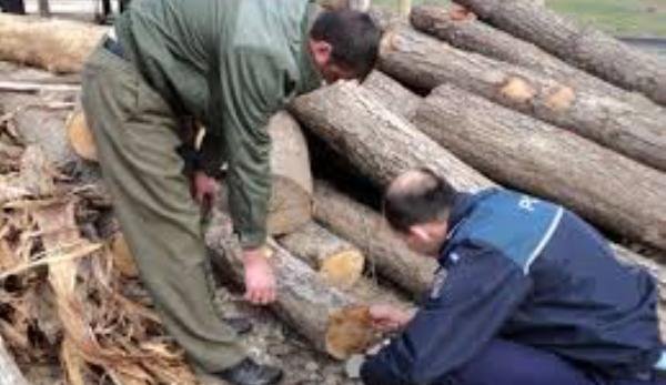 Comerț ilegal constatat la sediul unei unităţi din comuna Albeşti. Poliţiştii au confiscat 49 mc material lemnos