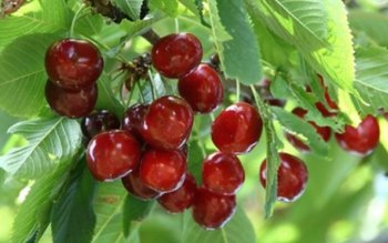 ATENȚIE! Cireșele au început să …