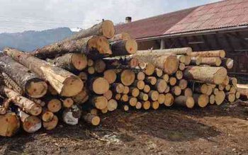 Activități ilegale cu lemn! Firmă …