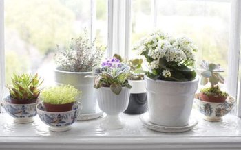 Plante pe care este bine …