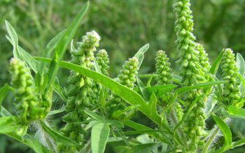 Cum arată ambrozia, planta care …