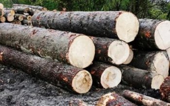 Bărbați cercetați pentru tăiere ilegală …