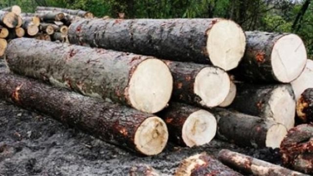 Bărbați cercetați pentru tăiere ilegală de arbori