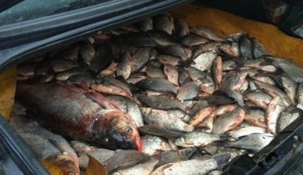 Dosar penal pentru braconaj piscicol. Au sustras 30 de kilograme de peşte din acumularea piscicolă