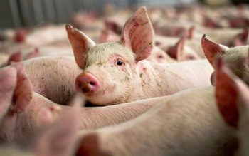 ALERTĂ. Pesta porcină se extinde …