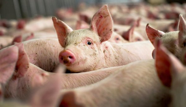 ALERTĂ. Pesta porcină se extinde în România