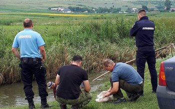 A curs cu amenzi pe …