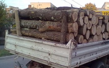 Amendat pentru că transporta lemne …