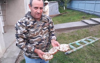 Viespi uriaşe îndepărtate de jandarmi