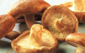 Cum se deosebesc ciupercile comestibile …