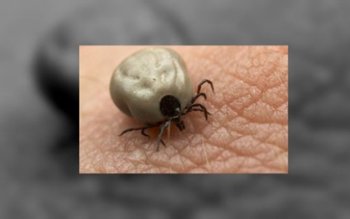 Căpusele mușcă în funcție de …