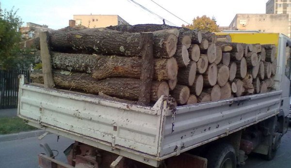 Transport de lemn cu iz penal, confiscat de polițiștii din Bucecea