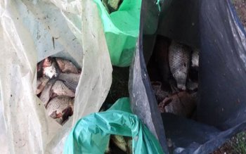 Braconaj în stil mare! Peste …