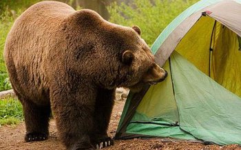 Incredibil! Ursul a dat atacul …