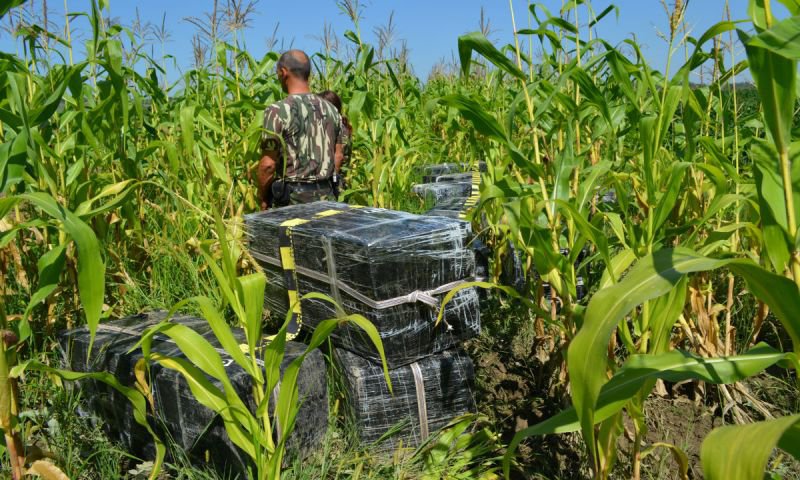 20.000 de pachete cu ţigări de contrabandă confiscate de poliţiştii de frontieră într-un lan de porumb