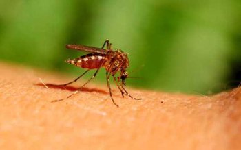 Caz de Virus West Nile …
