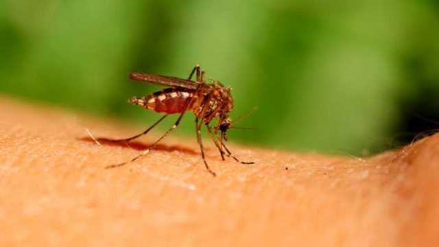 Caz de Virus West Nile la Botoșani. Bărbatul infectat a ajuns la spital