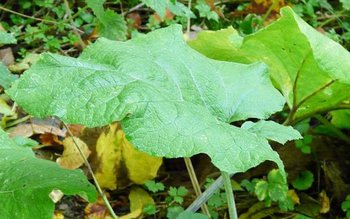 Planta care tratează spondilita cervicală