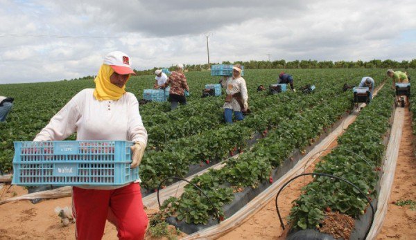 150 de locuri de muncă sezonieră în agricultură - Spania – pentru campania 2019