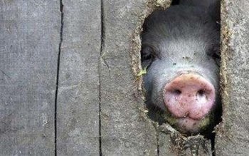 Ce se întâmplă dacă mâncăm …