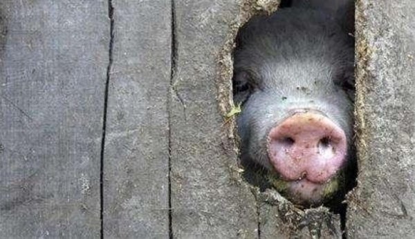 Ce se întâmplă dacă mâncăm carne de porc infestată cu pesta porcină, puțină lume știe