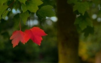 Vreme de toamnă la început …