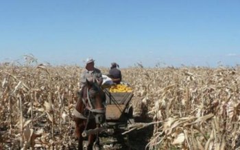 Prinși la furat de porumb …