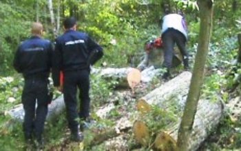 Hoți de lemne prinși în …