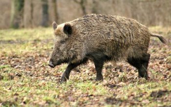 Dosar penal pentru un bărbat …