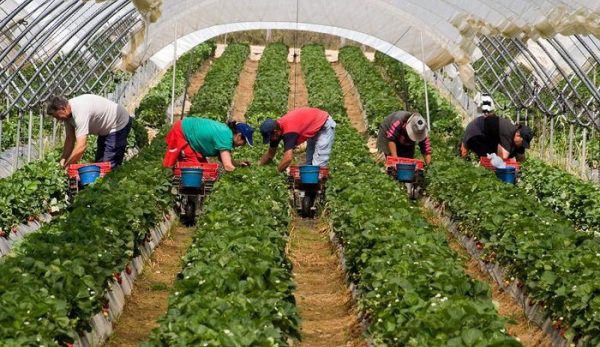 Locuri de muncă sezonieră în agricultură - Spania - Campania 2019