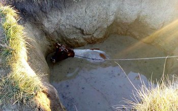 Vacă salvată de pompierii din …