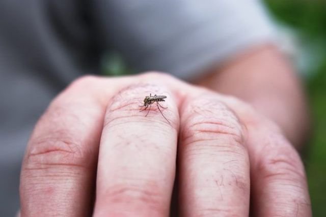 Atenție! Un nou caz de infecție cu virusul West Nile în județul Botoșani