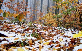 Aer polar peste România. La …