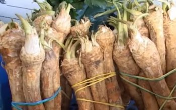 Planta care te scapă de …