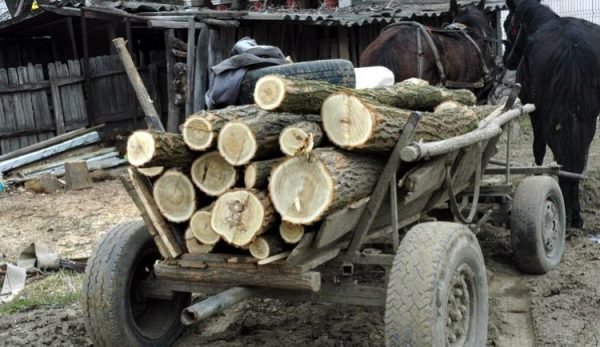 Căruță plină cu lemne confiscată de polițiști la Tudora
