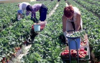 Locuri de muncă sezonieră în …