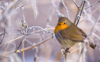 ANM a publicat datele meteo …