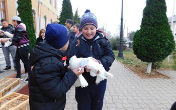 Educaţie globală cu ajutorul porumbeilor …