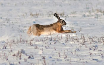 Patru bărbați din Ungureni s-au …