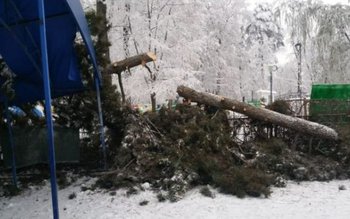 Un brad a căzut peste …