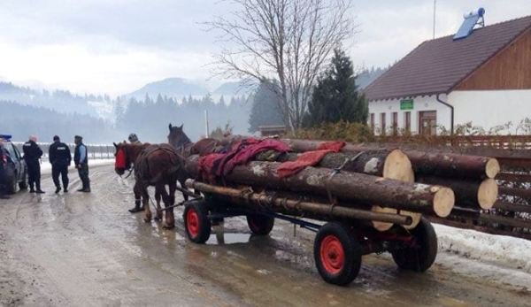 Doi bărbați din Hilişeu Horia depistați cu lemn fără acte